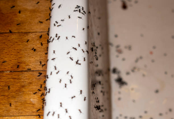 Best Best Pest Control Near Me  in Flora, IL