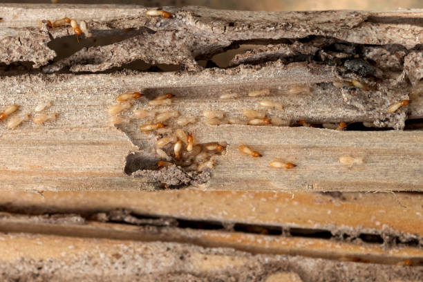 Pest Control for Restaurants in Flora, IL