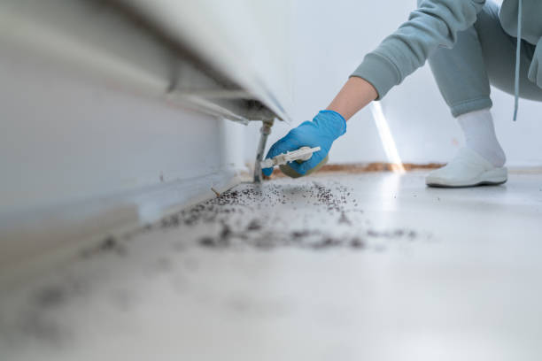 Best Spider Control Near Me  in Flora, IL